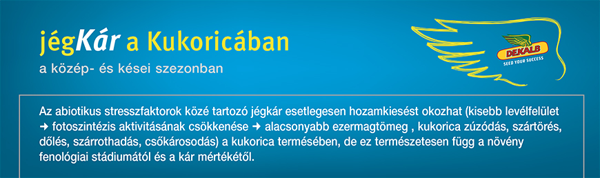 JégKár a Kukoricában